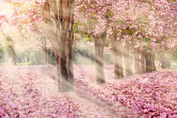 Fototapety  Falling petal over the romantic tunnel of pink flower trees / Romantic Blossom tree over nature background in Spring season / flowers Background
