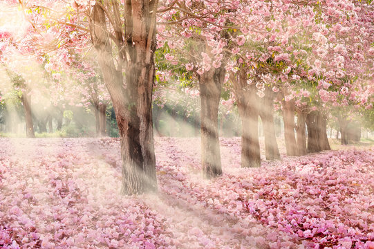 Falling petal over the romantic tunnel of pink flower trees / Romantic Blossom tree over nature background in Spring season / flowers Background