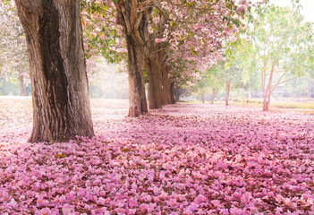 Vallend bloemblad over de romantische tunnel van roze bloembomen / Romantische bloesemboom over natuurachtergrond in de lente / bloemen Achtergrond