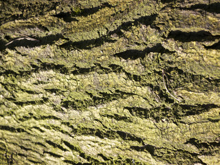 Wood with slight moss growth