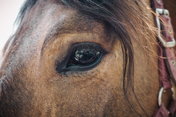 Beautiful sad horse eyes © DedMityay