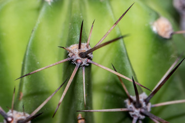 Kaktus Dornen