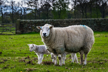 Sheep and Young Baby Sheep In the Meadows, Springtime On English Countryside