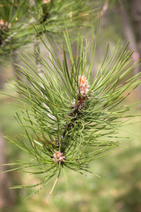 Young pine closeup