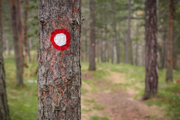 Hiking mark in forest