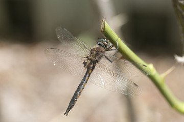 Dragonfly on rose bush