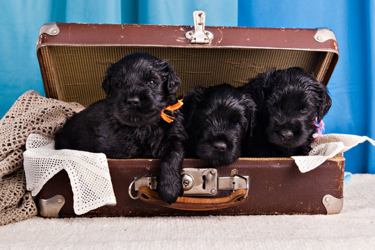Three puppies of breed Black Russian Terrier in the old vintage suitcase