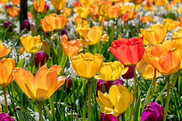 Obraz premium springtime with tulips in sunshine