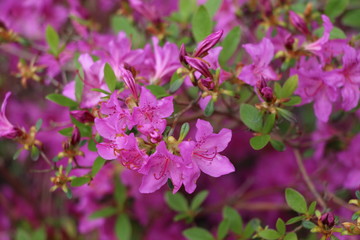 Azalea 4