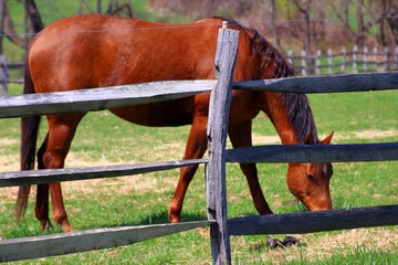 Naklejka premium The horse grazing in the spring sunshine.