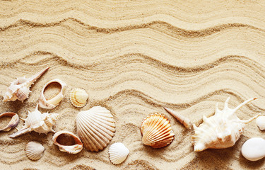 Fototapeta na wymiar Seashells on sand. Sea summer vacation background with space for the text