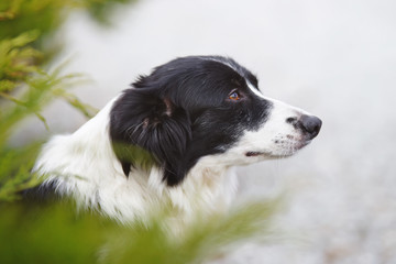 The portrait of a black and white Border Collie dog posing outdoors