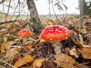 Amanita muscaria, the red poisonous mushroom with white flakes, in a forest