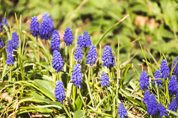 Purple Flowers in Spring