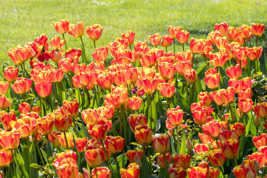 springtime with tulips in sunshine
