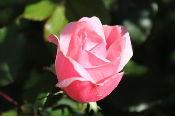 Pink Rose 2