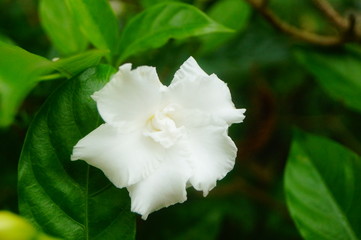 White Gardenia