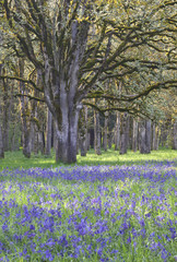 Blue Camas wildflowers blooming in the meadow among the oak trees/ In vertical position