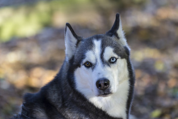 Siberian Husky