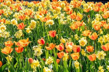 springtime with tulips in sunshine