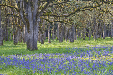 Forest of old oak trees with meadow of  blooming blue camas wildflowers