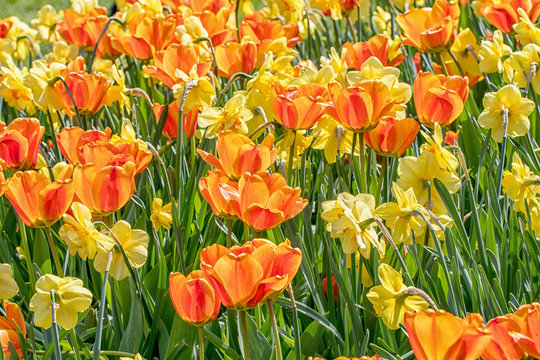 springtime with tulips in sunshine