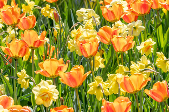 springtime with tulips in sunshine