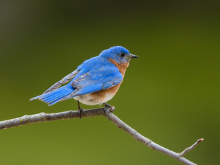 Male Eastern Bluebird on Green Background