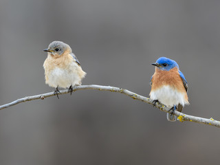 Male and Female Eastern Bluebirds