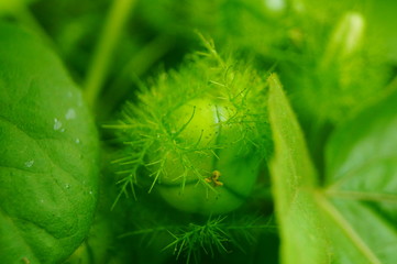 Small fruit like watermelon