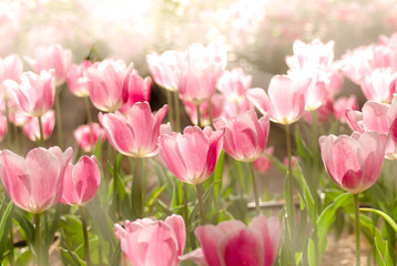 Fototapeta premium Tulips background shooting with high key photography style