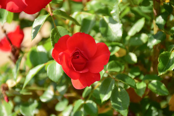 Red poppies in spring