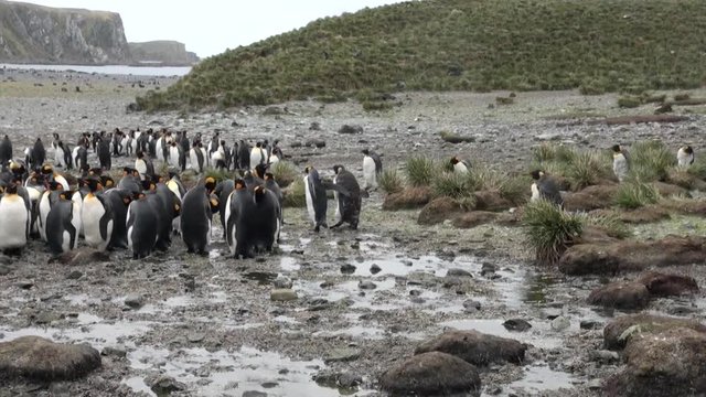 Emperor Penguins on the Falkland Islands. Incredibly intelligent and dignified animals birds. Coast of cold ocean on background of snowy mountains.