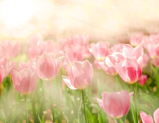 	Gorgeous Pink Tulips Flower background under the beautiful morning light in Spring season.