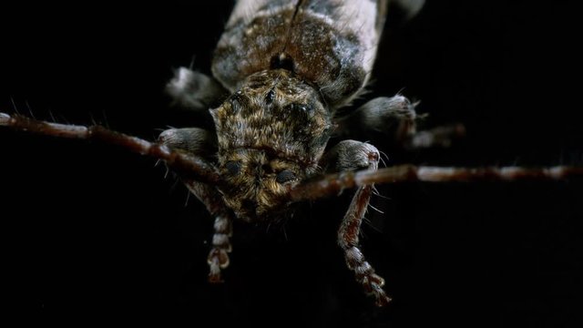 hylotrupes bajulus house longhorn beetle close-up
