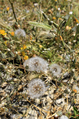 Flores floreciendo en primavera