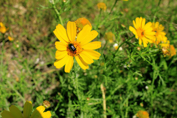 flores, mirabeles con escarabajo.