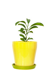 Little plants of citrus growing in a yellow pot isolated on white background