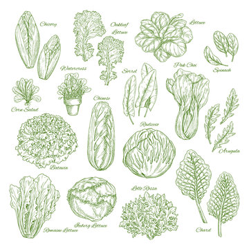 Leaf vegetable Drawing Product recall, romaine lettuce, leaf, grass,  quality png | PNGWing