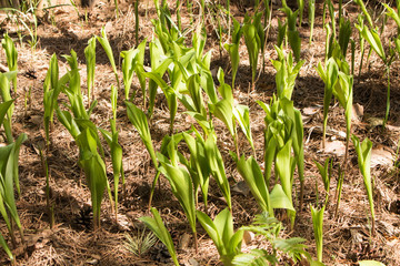 Lilies of the valley in a pine forest in the spring.