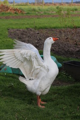 Goose showing its wings standing on a green grass field