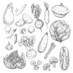 Vegetable and mushroom sketch set for food design