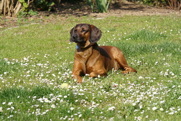 Fototapeta na wymiar Bayrischer Gebirgsschweißhund Gismo im Garten