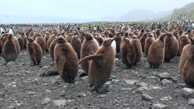 Many king penguins on ocean coast on Falkland Islands in Antarctica. Incredibly intelligent and dignified animals birds. Coast on background of snowy mountains.