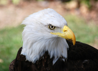bald eagle
