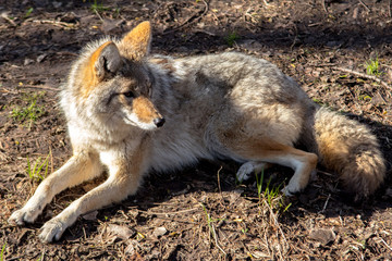 Coyote Lying on the Ground