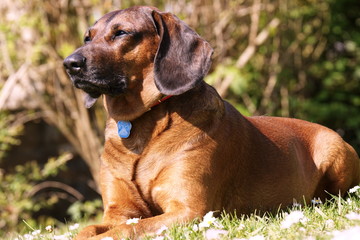 Bayrischer Gebirgsschwei&szlig;hund Gismo im Garten