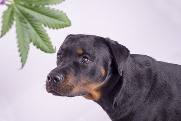 Fototapeta premium Detail of cannabis leaf and rottweiler dog isolated over white