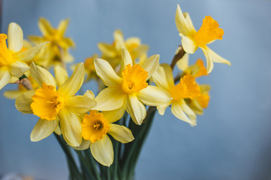 Yellow narcissus or daffodil flowers on blue background. Selective focus. Place for text.