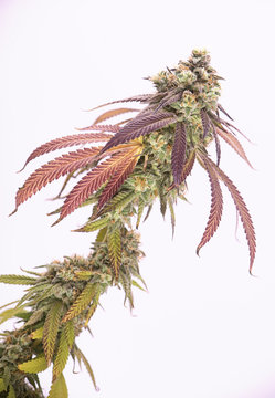 Cannabis cola (Mangopuff marijuana strain) with visible hairs and leaves on late flowering stage